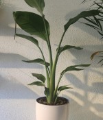 Starliçe (Cennet Kuşu)