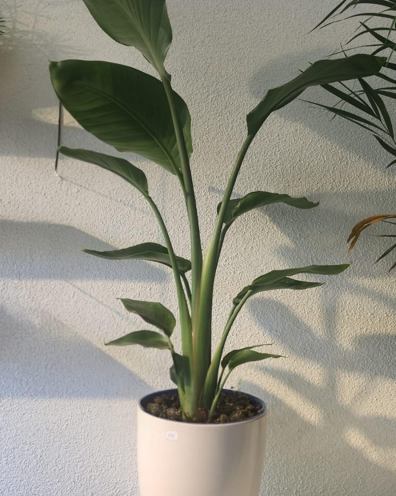 Starliçe (Cennet Kuşu)