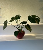 Deve Tabanı (Monstera)