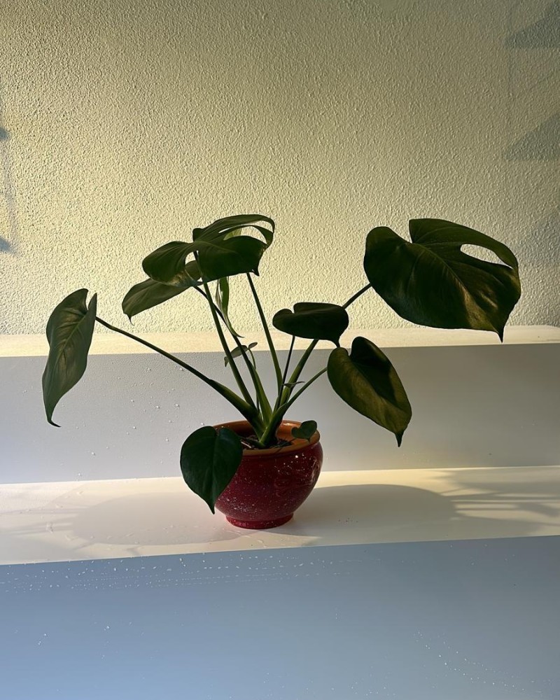 Deve Tabanı (Monstera)