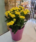 Kalanchoe (Kalanşo) Çiçeği