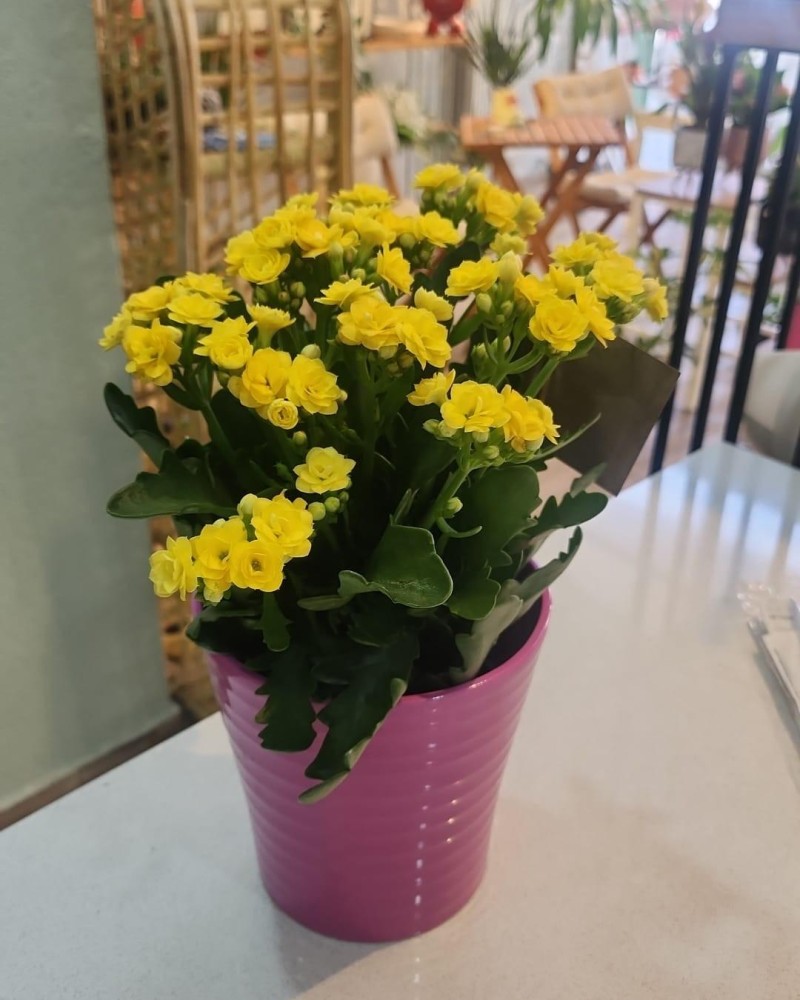 Kalanchoe (Kalanşo) Çiçeği