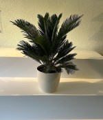 Cycas Palmiyesi (Japon Palmiyesi)