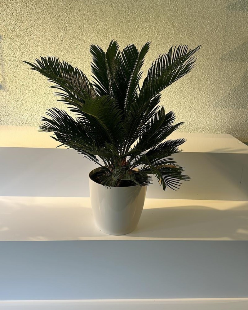 Cycas Palmiyesi (Japon Palmiyesi)